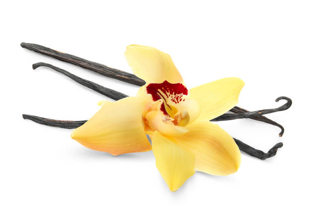 istock Vanilla pods and yellow flower isolated on white 1831812262