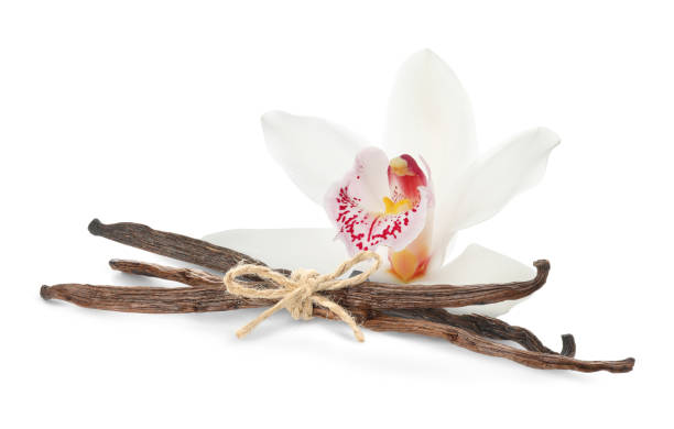 istock Vanilla pods and beautiful flower isolated on white 1831812790