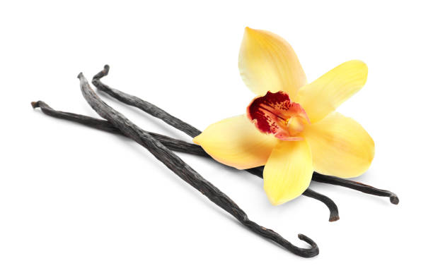 istock Vanilla pods and yellow flower isolated on white 1831812800