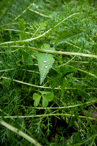 Immerse yourself in the essence of purity and renewal with this high-definition image that captures the serene beauty of fresh water droplets poised delicately on a vibrant green leaf. Revel in the intricate detail where each droplet refracts light, creating prisms of life that seem to dance on the leaf's waxy surface—a testament to nature's resilience and the cyclical refreshment of the earth. Ideal for projects that aim to evoke a sense of growth, freshness, and ecological awareness, this image is a perfect blend of simplicity and complexity, inviting viewers to pause and appreciate the smaller wonders of our natural world.