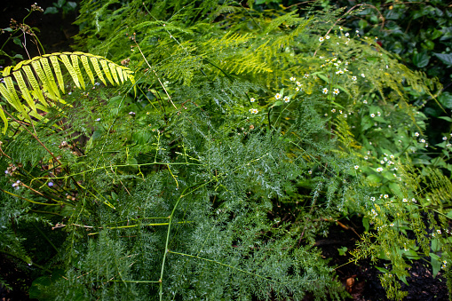 This composition captures the lush tranquility of a garden where an array of ferns unfurls their vibrant green fronds. The image is a rich study of green, with each leaf exhibiting a lush spectrum from emerald to chartreuse, painting a textured mosaic of nature's hues. Morning dew clings to the delicately veined leaves, each droplet reflecting the world in miniature. The ferns' ancient and elegant forms are highlighted by the soft, diffuse lighting that seems to whisper through the foliage, embodying the quiet solitude of a shady garden retreat. The varying shades and shapes of the fern leaves create a rhythmic pattern that draws the eye, inviting viewers to step into a world that thrives in the understory, away from the sun's full glare. Perfect for those seeking a visual essence of growth and natural beauty, this image speaks of age-old botanical wonders and the peaceful embrace of a secluded garden nook.