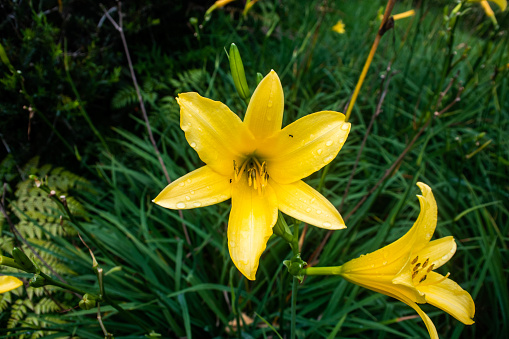 This enchanting photograph captures the ethereal beauty of two resplendent Hemerocallis Lilioasphodelus blooms nestled gracefully amidst a lush expanse of verdant grass. The luminous yellow petals of the lilies dazzle like pure sunlight, radiating a breathtaking vibrancy that effortlessly draws the eye. Each blossom unfurls with a sense of graceful abandon, its delicate, ruffled petals imbuing the scene with an air of gentle elegance. The verdant grass provides a verdant frame for the lilies, accentuating their radiant allure and adding a touch of natural poetry to the composition. This captivating image evokes the essence of tranquility and the rejuvenating embrace of nature, inviting viewers to immerse themselves in the golden splendor of these exquisite blooms.