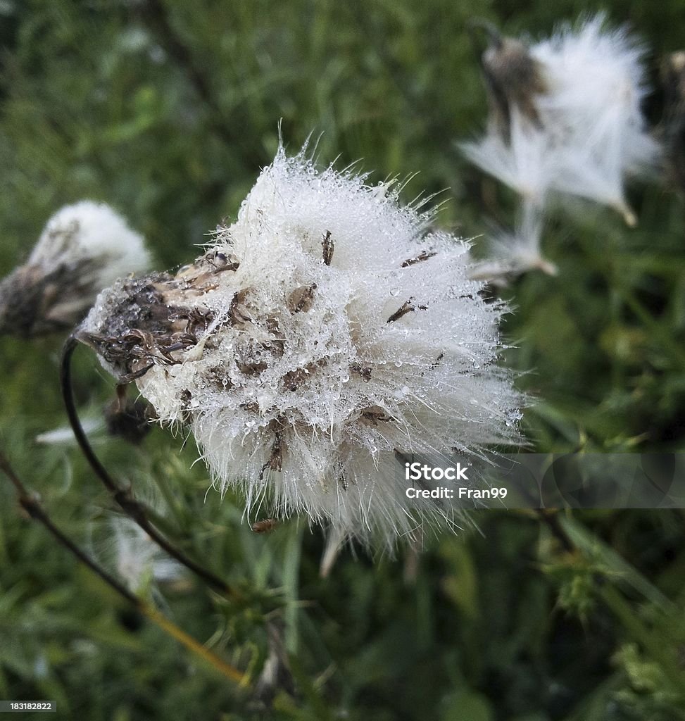 Thistle 覆われた氷にシード - とげのロイヤリティフリーストックフォト