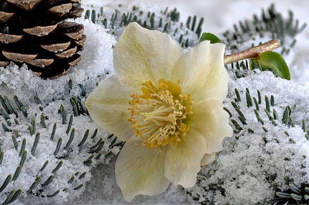 рождество роза в снегу - schneerose стоковые фото и изображения