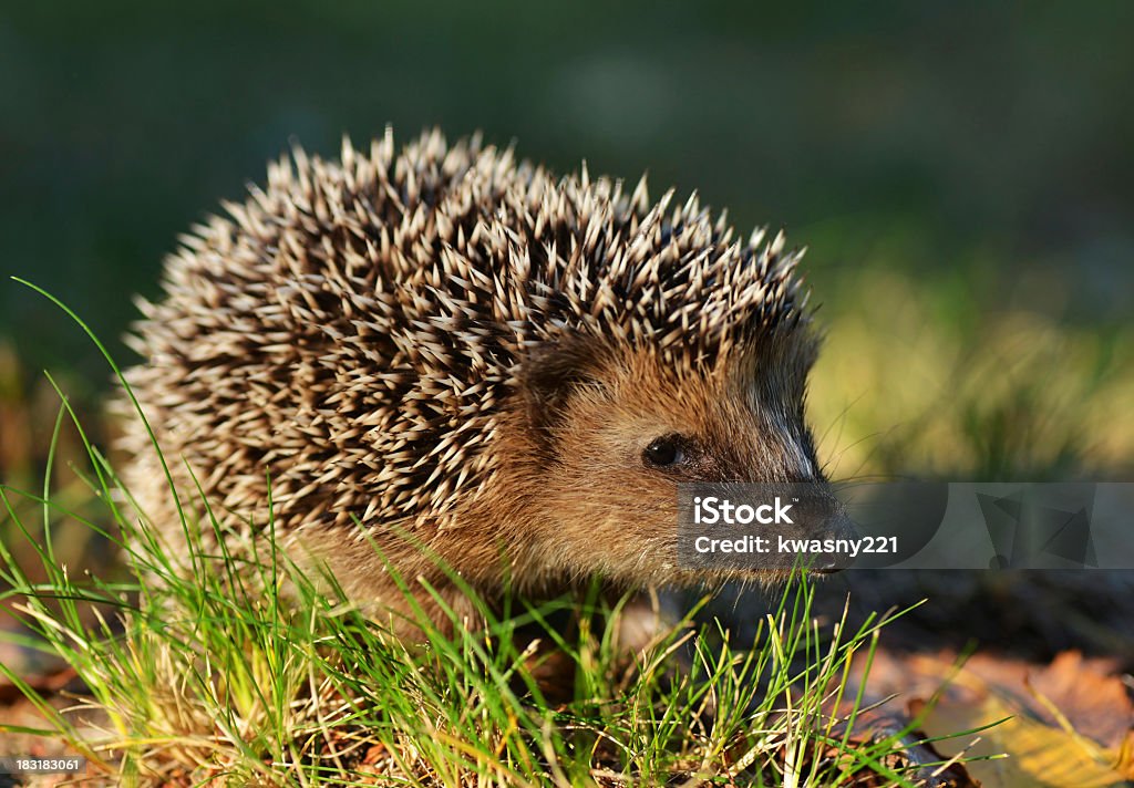 Adorable brown hedgehog sitting in the grass  Young hedgehog in natural habitat Alertness Stock Photo
