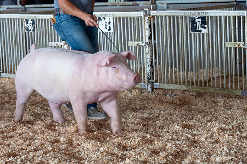 Showing a pig at the McLean County Fair, Bloomington, Illinois, USA July 26, 2023. A small whip is used to guide the pig and a brush is used to keep the pig clean.