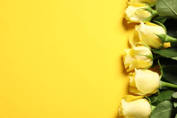 istock Beautiful roses on yellow background, flat lay. Space for text 1831837317