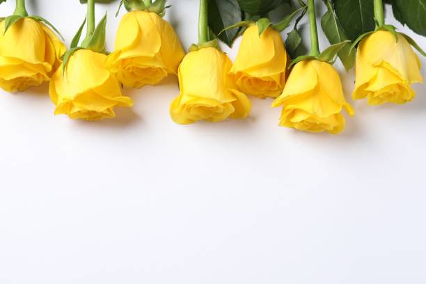 istock Beautiful yellow roses on white background, flat lay. Space for text 1831838417