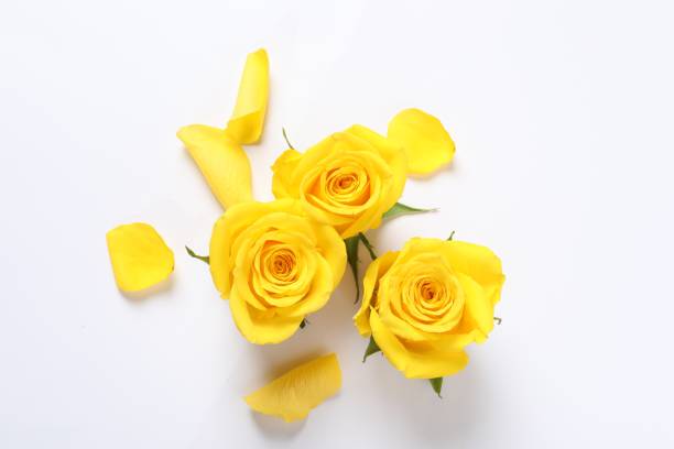istock Beautiful yellow roses on white background, flat lay 1831838870