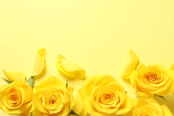 istock Beautiful roses on yellow background, flat lay. Space for text 1831840947