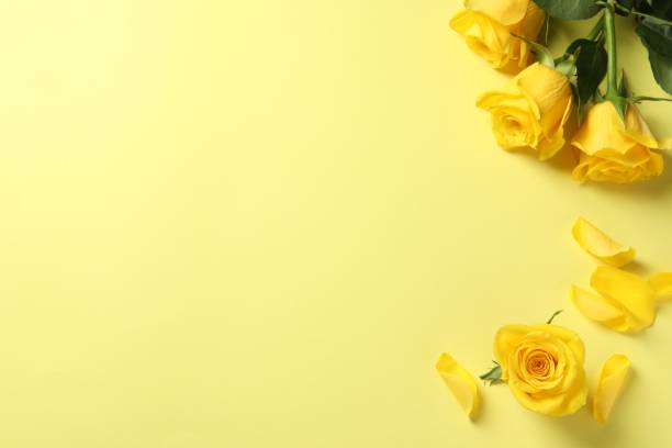 istock Beautiful roses on yellow background, flat lay. Space for text 1831841448