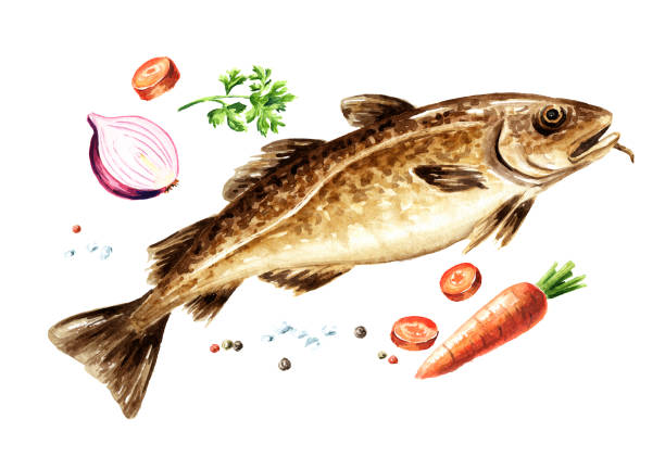 Fresh codfish. Hand drawn watercolor illustration, isolated on white background Fresh codfish. Hand drawn watercolor illustration, isolated on white background chowder stock illustrations