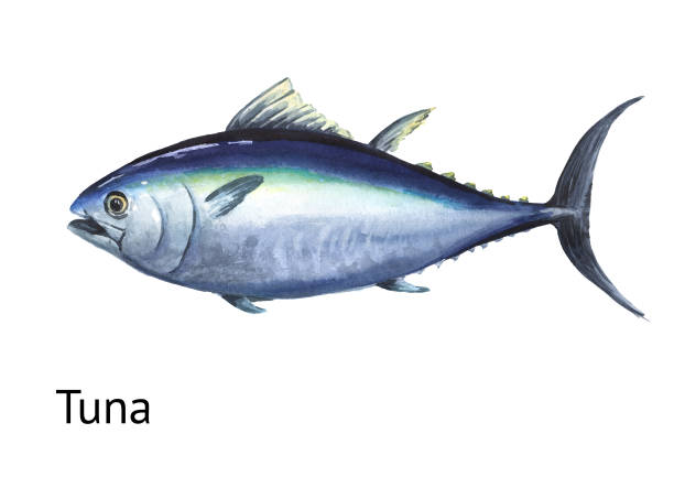 istock Fresh live swimming fish tuna. Hand drawn watercolor illustration,  isolated on white background 1831844899