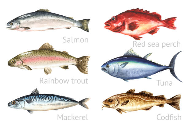 istock Fresh raw fish set. Hand drawn watercolor illustration,  isolated on white background 1831845158