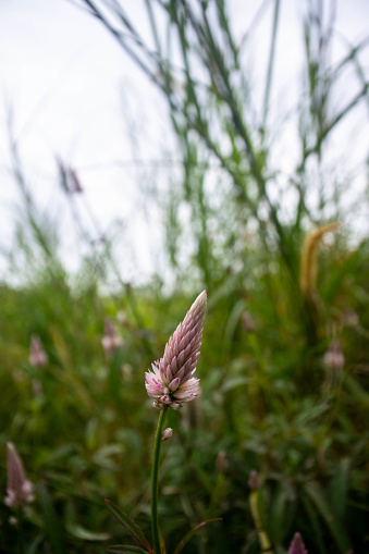 A solitary Celosia spicata stands gracefully in a sunlit clearing, its spiky yet feathery pink plumes reaching skyward amidst the wild embrace of tall, wispy grasses. This stock image encapsulates the enchanting contrast of the flower's playful texture and the elegant simplicity of its surroundings. The subtle interplay of light casts a warm glow, accentuating the Celosia's vivid pink hues against the muted greens. Perfect for illustrating themes of natural elegance, serenity, and the delightful dance of flora in a wild meadow setting.