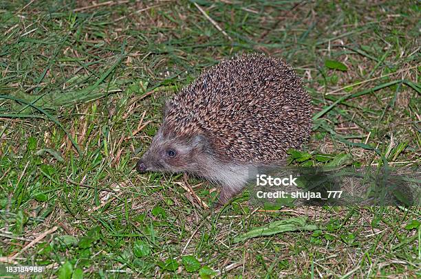 Riccio Si Vigila In Erba - Fotografie stock e altre immagini di Aculeo - Aculeo, Affilato, Allerta