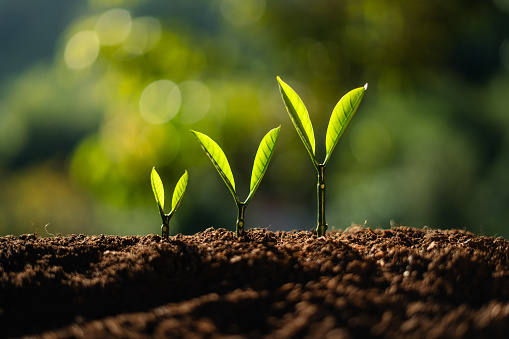 Planting seedlings young plant in the morning light on nature background