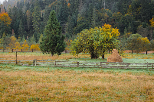 Haystack on pasture in autumn mountains. Valley of the Carpathian mountains in morning fog. Sheaf of hay on the meadow in forest, Ukraine. Scenic autumn landscape. Rural autumn.Village lifestyle.