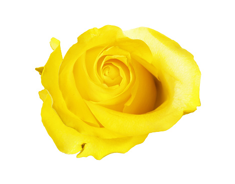 Beautiful fresh yellow rose isolated on white