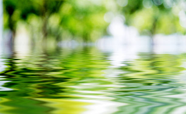 istock Defocused background of green tree and lake water 1831867029