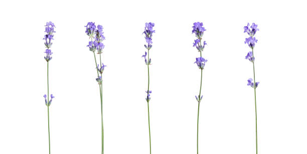istock Beautiful lavender flowers isolated on white, set 1831867034