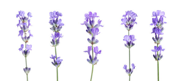 istock Beautiful lavender flowers isolated on white, set 1831867038