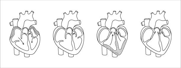 istock Heart valves. Function of the heart valve. illustration in linear style 1831869707