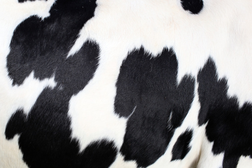 holstein-friesian negro y amplia de cuero de vaca photo