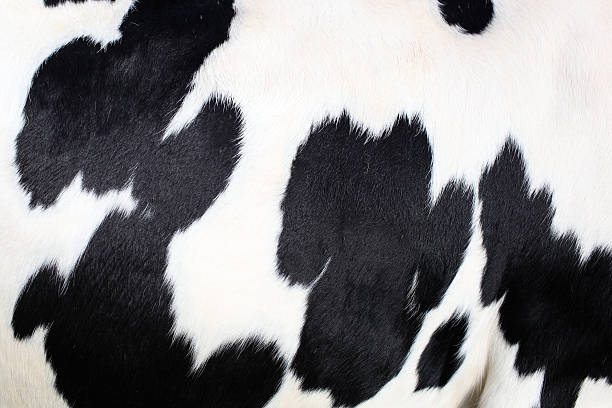 nero in pelle cow hide e ampia holstein - hide foto e immagini stock