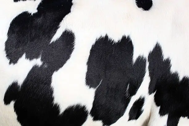 close-up of the fur of a black and white holstein cow