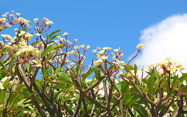istock Group of frangipani (plumeria) flower blooming 183188499