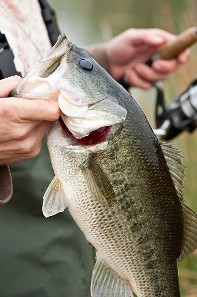 istock Bass Fishing 183188649