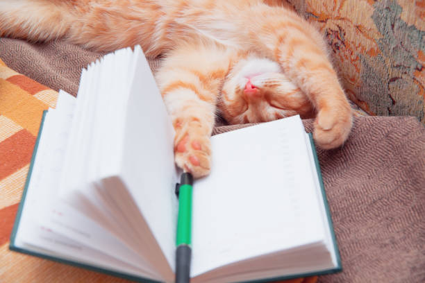 istock Funny cat is sleeping near the notebook. 1831899173