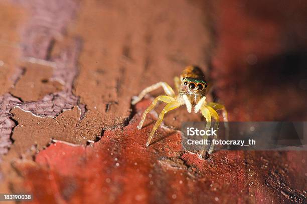 Spider Stock Photo - Download Image Now - Animal, Animal Body Part, Animal Hair