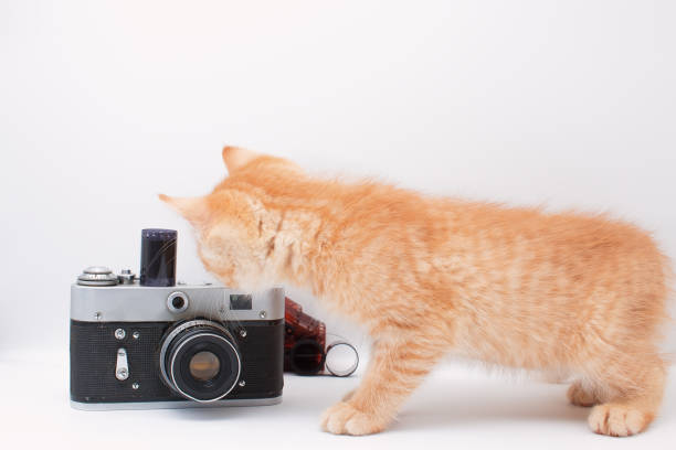 istock A funny ginger kitten looks at the camera. 1831901221