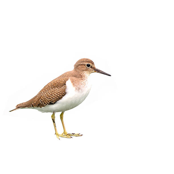 Common Sandpiper Common Sandpiper on white background scolopacidae stock pictures, royalty-free photos & images