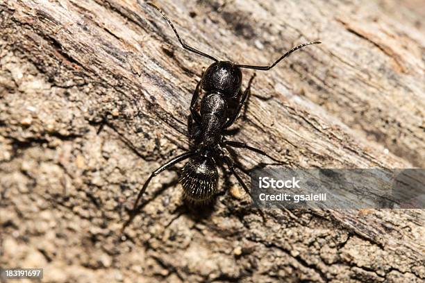 Foto de Ant No Tronco De Uma Árvore e mais fotos de stock de Animal - Animal, Animal selvagem, Corpo de animal