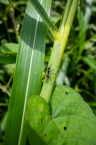 In the heart of a lush expanse of green, a lone black ant emerges as the protagonist in this striking photograph. Its glistening exoskeleton contrasts sharply with the verdant plant it traverses. Minute yet mighty, the ant's body is segmented and sleek, a marvel of natural engineering. Each leg, a testament to its tireless journey, clings to the terrain of the leaf's surface. The image is a homage to the ant's industrious spirit and the overlooked dramas unfolding in the microcosms at our feet—perfect for invoking themes of determination, the beauty of the diminutive, and the intricate balance of the natural world