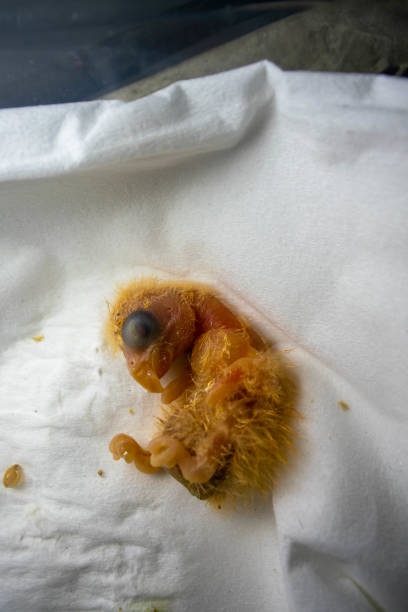 istock Innocence Perched: Tiny Lovebird Fledgling's First Encounter with the World 1831927691