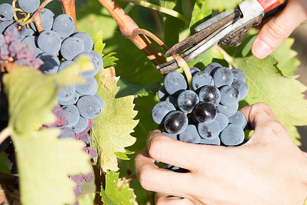 la raccolta uva - wine rack grape liquor store vineyard foto e immagini stock