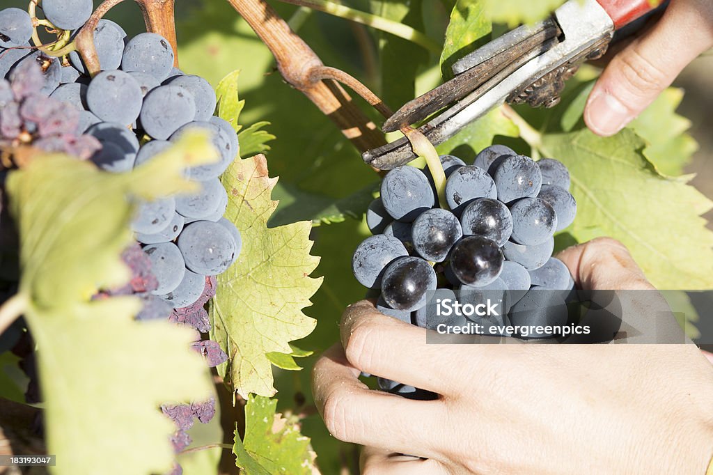 harvesting grape blue grape wine Agriculture Stock Photo
