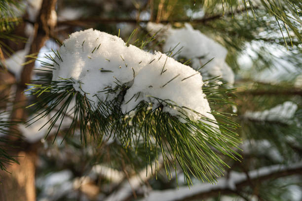 istock White snow on christmas evergreen trees. Green spruce closeup. Fresh snow on branches. 1831933021
