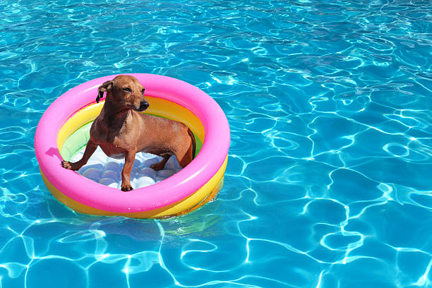 Dachshund on airbed in the pool