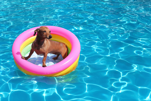 Dachshund on airbed in the pool