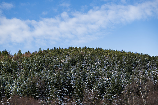 Fir trees covered with snow against a blue sky