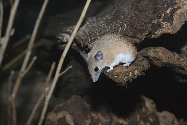istock Egyptain spiny mouse,  Acomys demidiatus 183195091