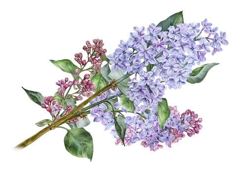 Bouquet of Lilac flowers. Watercolor botanical illustration. Hand drawn clipart isolated on a white background. Inflorescence of a shrub. For packaging design of cosmetics and perfumes.