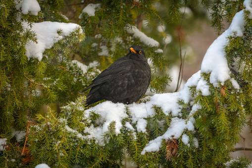 The common blackbird is a species of medium-sized, partially migratory bird from the thrush family.