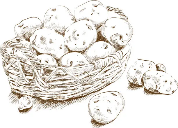 Vector illustration of potatoes in a basket