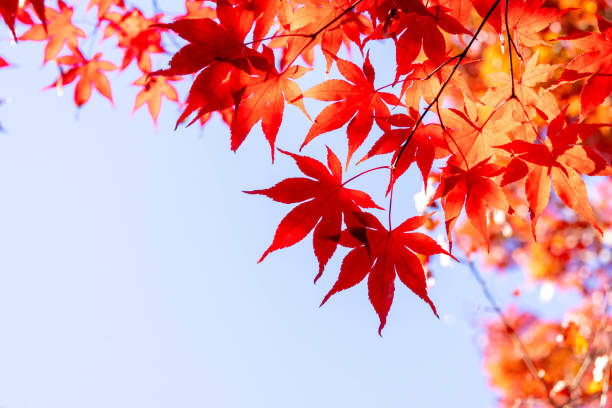 istock Close-up of beautiful autumn maple leaves 1831978450